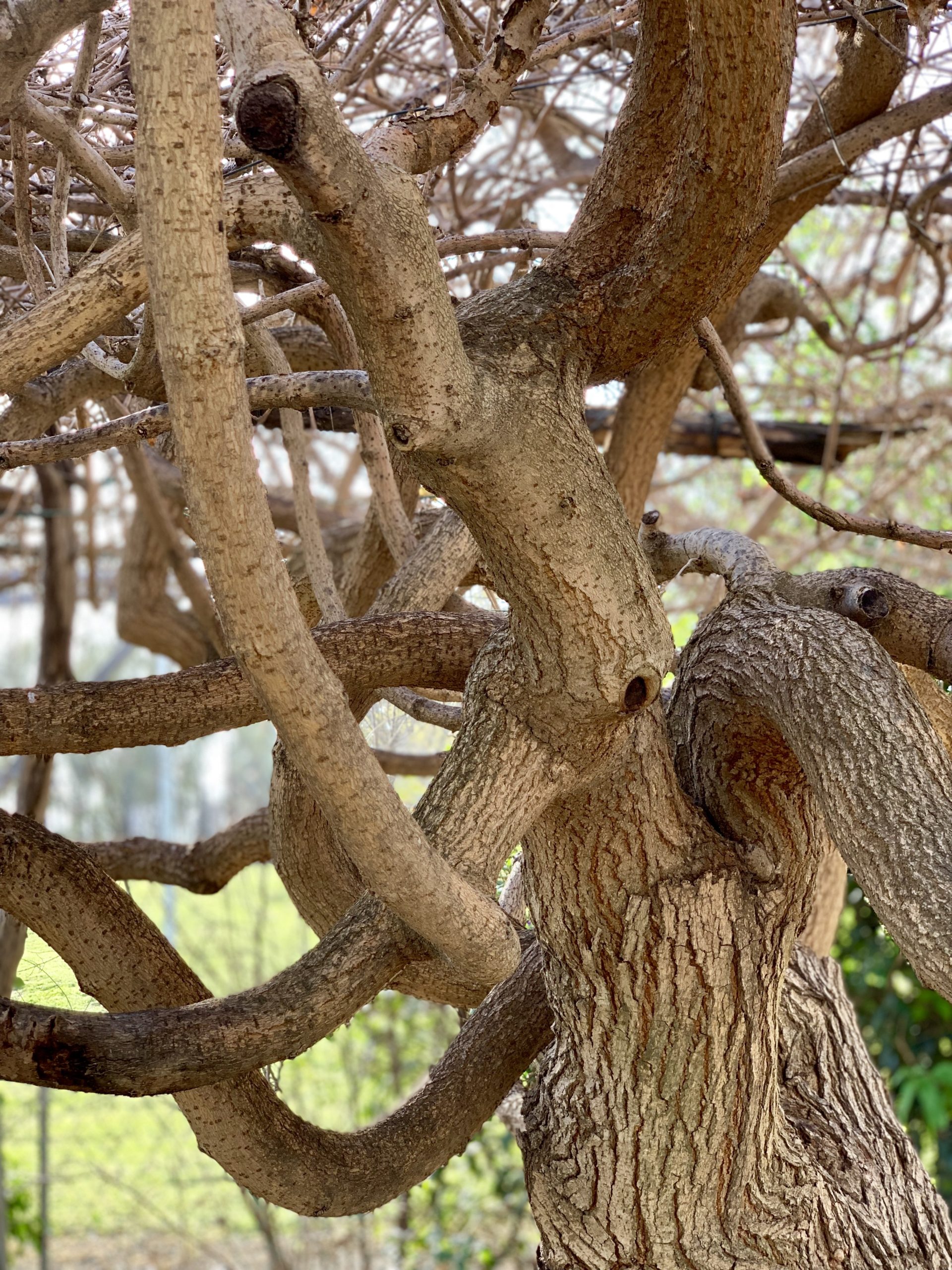 barren mulberry tree